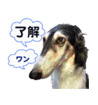 御意！うちの犬です。（個別スタンプ：1）