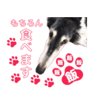 御意！うちの犬です。（個別スタンプ：3）
