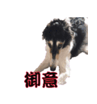 御意！うちの犬です。（個別スタンプ：5）