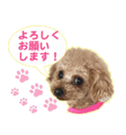 御意！うちの犬です。（個別スタンプ：6）