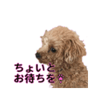 御意！うちの犬です。（個別スタンプ：7）