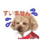 御意！うちの犬です。（個別スタンプ：8）