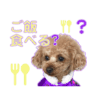 御意！うちの犬です。（個別スタンプ：9）