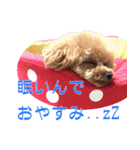 御意！うちの犬です。（個別スタンプ：11）