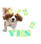 御意！うちの犬です。（個別スタンプ：13）