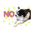 御意！うちの犬です。（個別スタンプ：15）