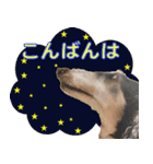 御意！うちの犬です。（個別スタンプ：16）