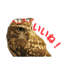 コキンメフクロウのハミィ（個別スタンプ：1）