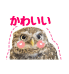 コキンメフクロウのハミィ（個別スタンプ：3）