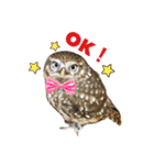 コキンメフクロウのハミィ（個別スタンプ：4）