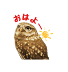 コキンメフクロウのハミィ（個別スタンプ：6）