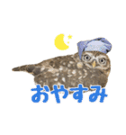 コキンメフクロウのハミィ（個別スタンプ：7）