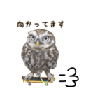 コキンメフクロウのハミィ（個別スタンプ：8）