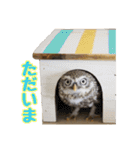 コキンメフクロウのハミィ（個別スタンプ：9）