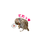 コキンメフクロウのハミィ（個別スタンプ：10）