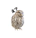コキンメフクロウのハミィ（個別スタンプ：13）