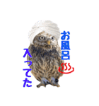 コキンメフクロウのハミィ（個別スタンプ：16）