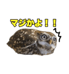 コキンメフクロウのハミィ（個別スタンプ：18）