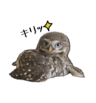 コキンメフクロウのハミィ（個別スタンプ：19）