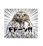 コキンメフクロウのハミィ（個別スタンプ：21）