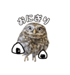 コキンメフクロウのハミィ（個別スタンプ：22）