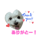 宮澤家のペットたち（個別スタンプ：8）