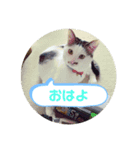 こたほースタンプ（個別スタンプ：1）