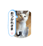 こたほースタンプ（個別スタンプ：2）