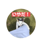 こたほースタンプ（個別スタンプ：3）