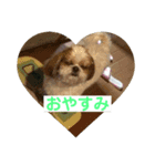 こたほースタンプ（個別スタンプ：5）