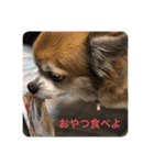 ふーちゃんスタンプ0701（個別スタンプ：13）