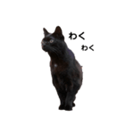 黒猫のおはぎだよ（個別スタンプ：1）