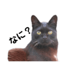 黒猫のおはぎだよ（個別スタンプ：2）