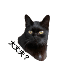 黒猫のおはぎだよ（個別スタンプ：3）