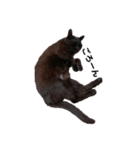 黒猫のおはぎだよ（個別スタンプ：5）