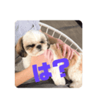 シーズー犬むーちゃん（個別スタンプ：3）