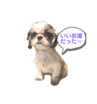シーズー犬むーちゃん（個別スタンプ：4）