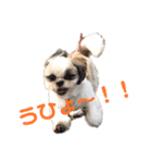 シーズー犬むーちゃん（個別スタンプ：5）