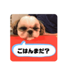 シーズー犬むーちゃん（個別スタンプ：6）