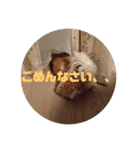 シーズー犬むーちゃん（個別スタンプ：7）
