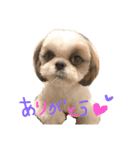 シーズー犬むーちゃん（個別スタンプ：8）
