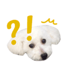 愛しのしえるちゃん（個別スタンプ：7）