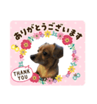 ウチのソラさん2（個別スタンプ：3）