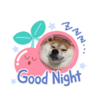 柴犬豆ちゃん（個別スタンプ：1）