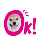 柴犬豆ちゃん（個別スタンプ：3）