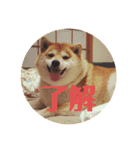 柴犬豆ちゃん（個別スタンプ：6）