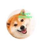柴犬豆ちゃん（個別スタンプ：7）