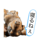 【ダックス×カニヘン】くうちょこスタンプ（個別スタンプ：3）