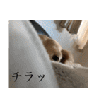 【ダックス×カニヘン】くうちょこスタンプ（個別スタンプ：24）