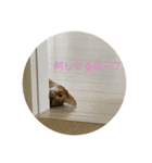 アビ猫（個別スタンプ：3）